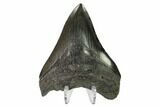 Serrated, Fossil Megalodon Tooth - Georgia #145446-2